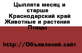 Цыплята месяц и старше - Краснодарский край Животные и растения » Птицы   